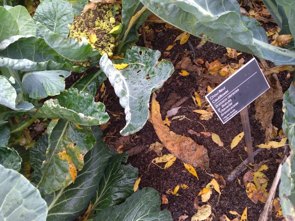 Useful Plants Garden | Montreal, QC H1X 2B4, Canada