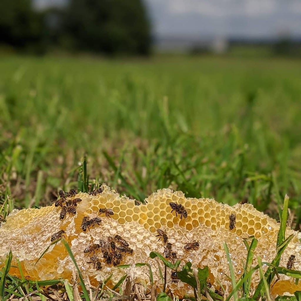 Treefall Bee Yards | 112326 Grey Road 3, Neustadt, ON N0G 2M0, Canada | Phone: (647) 390-2053