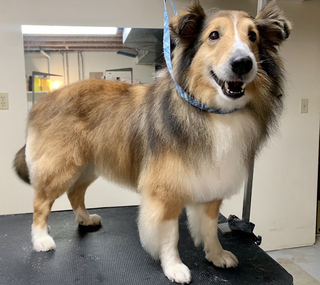 Pawsitive Pet Salon | 3422 Rd 164, Fullarton, ON N0K 1H0, Canada | Phone: (226) 220-2437