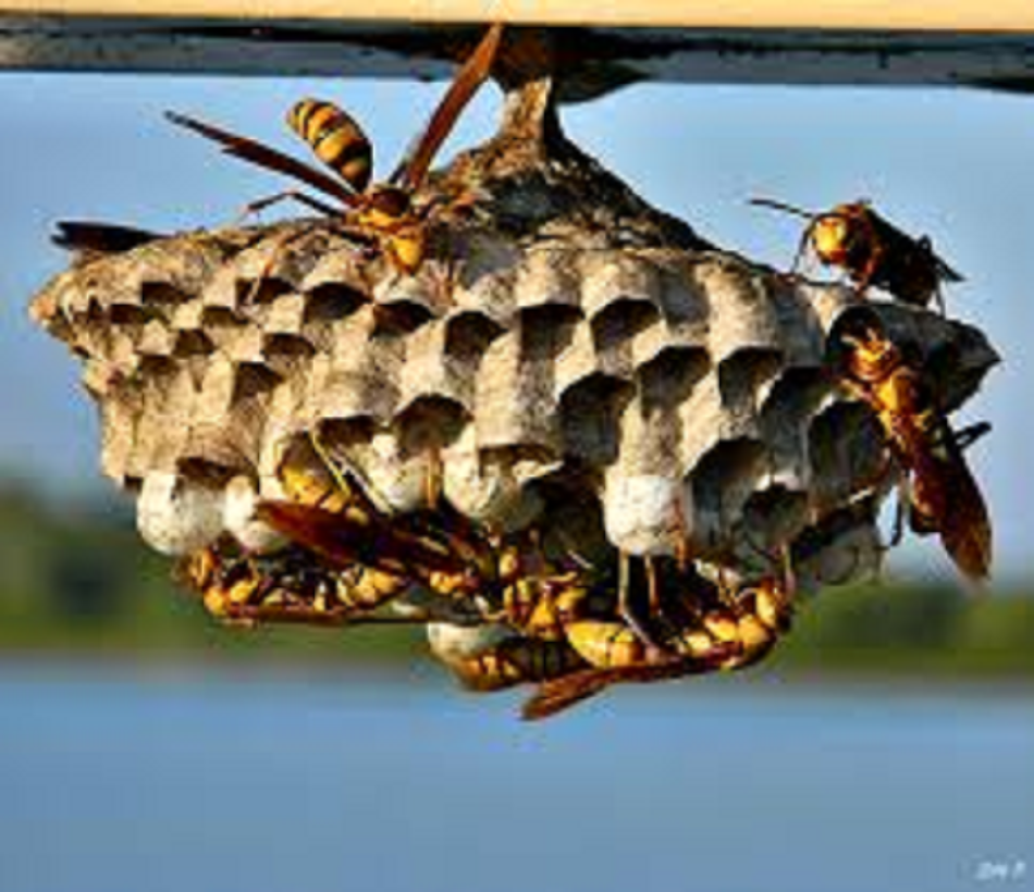 Wasp Control Gta | 106-A Richwood Cres, Brampton, ON L6X 4K7, Canada | Phone: (647) 567-7378