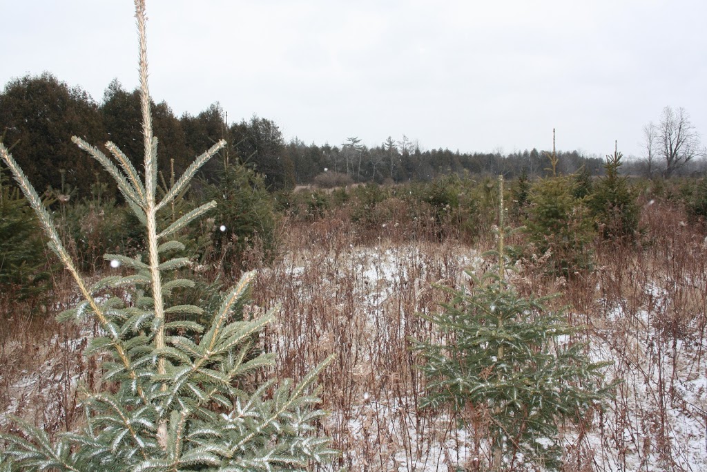 Jingle Bills Christmas Tree Farm | 7373 Concession 1, Puslinch, ON N0B 2J0, Canada | Phone: (519) 546-4659