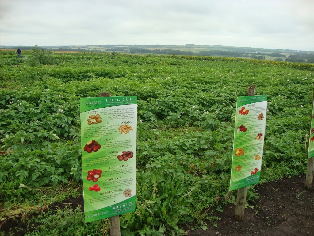 Eagle Creek Seed Potatoes | 34530 Range Rd 14, Bowden, AB T0M 0K0, Canada | Phone: (877) 224-3939