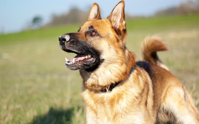 Aldershot Animal Hospital | 475 Enfield Rd, Burlington, ON L7T 2X5, Canada | Phone: (905) 632-2211