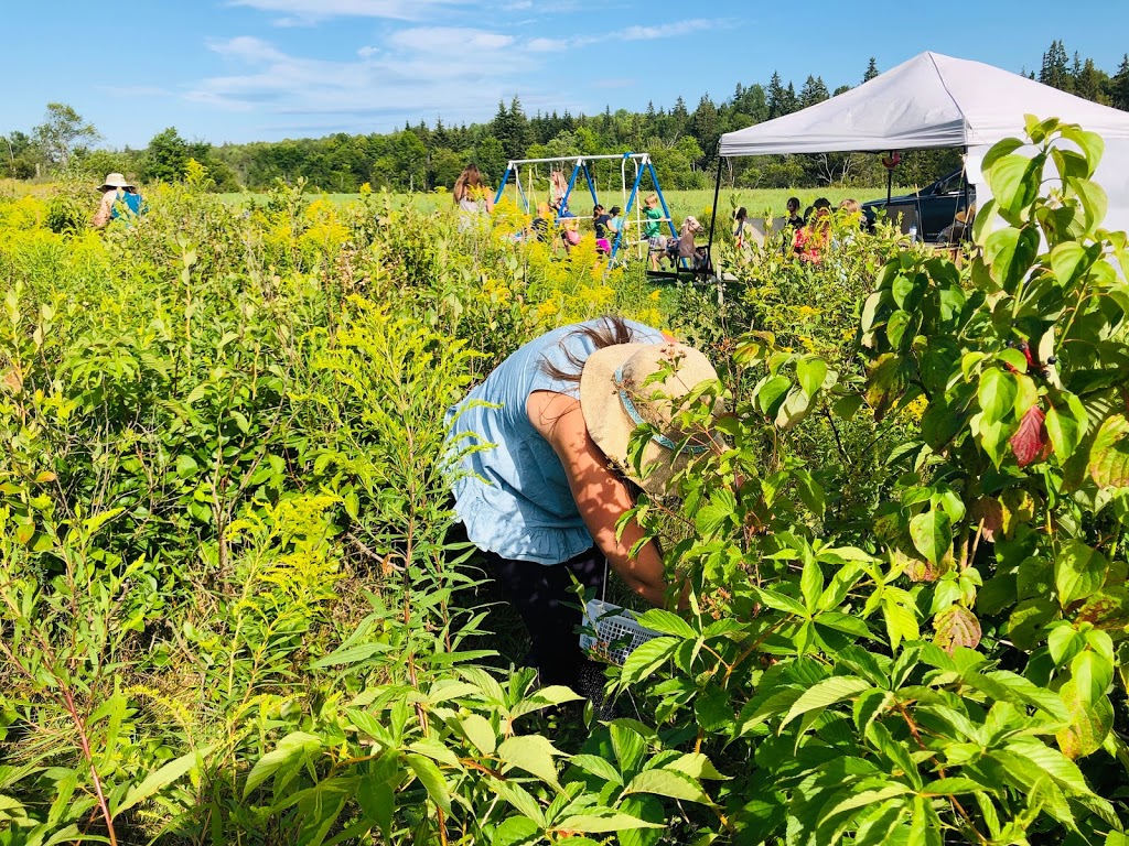Barkway Farms | 1043 Hopkins Rd, Gravenhurst, ON P1P 1R3, Canada | Phone: (705) 606-2214