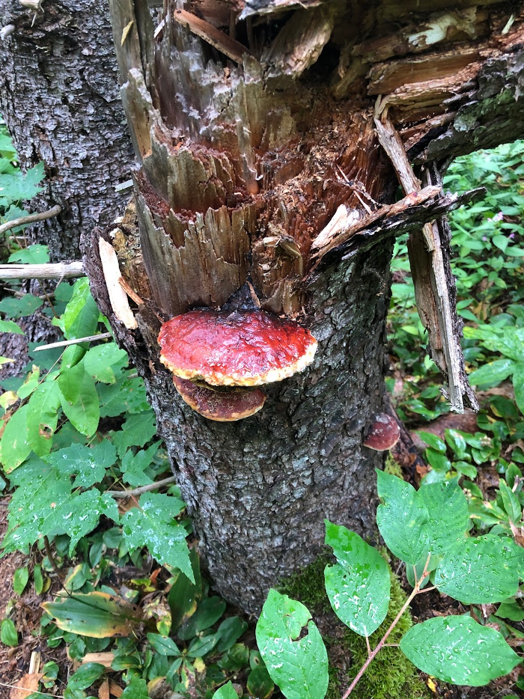Wrights Creek Watershed Natural Area | 2 Oakland Dr, Charlottetown, PE C1C 1M9, Canada | Phone: (902) 628-1176