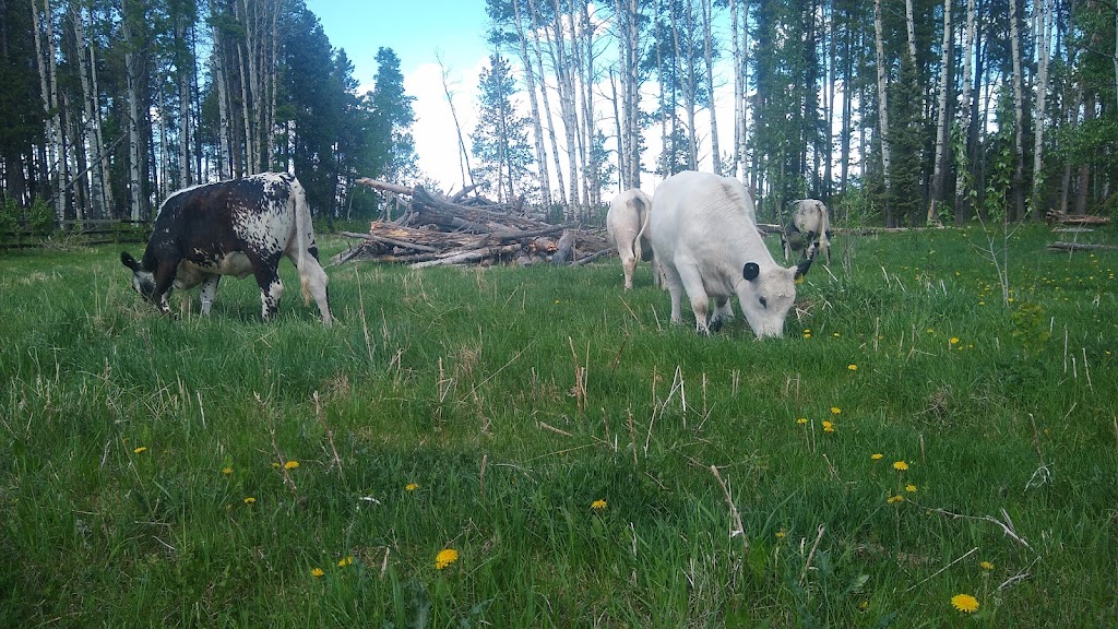 Ear to The Earth Farm | 31170 Range Road 52A #10, Site 2, RR 2, Sundre, AB T0M 1X0, Canada | Phone: (403) 907-4590