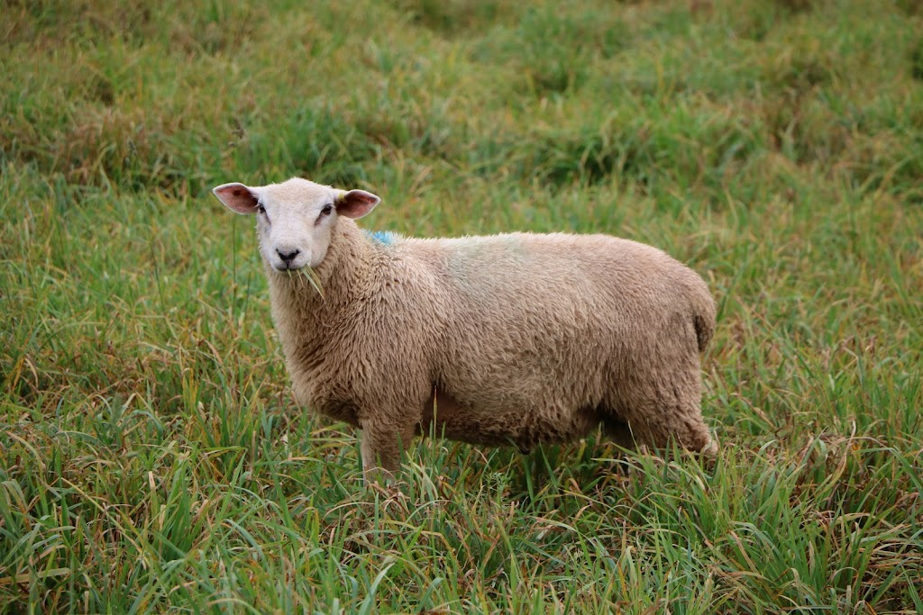 Quality Sheep | 1047 Appin Rd Route 237, Bonshaw, PE C0A 1C0, Canada | Phone: (902) 218-8728