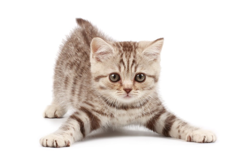 Plateau Veterinary Hospital | 147 Boulevard dEurope, Gatineau, QC J9J 0N3, Canada | Phone: (819) 775-9958