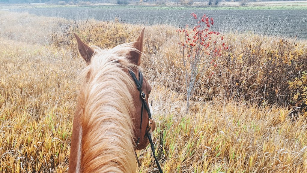 Mountain Horse School | 7370 Harrow Rd, Pemberton, BC V0N 2L0, Canada | Phone: (778) 266-0677