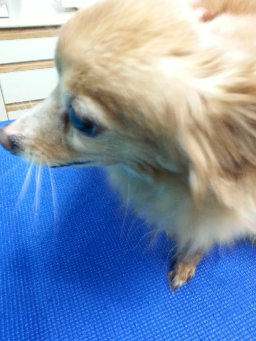 Norwood Veterinary Services | 4248 Hwy 7, Norwood, ON K0L 2V0, Canada | Phone: (705) 639-2333