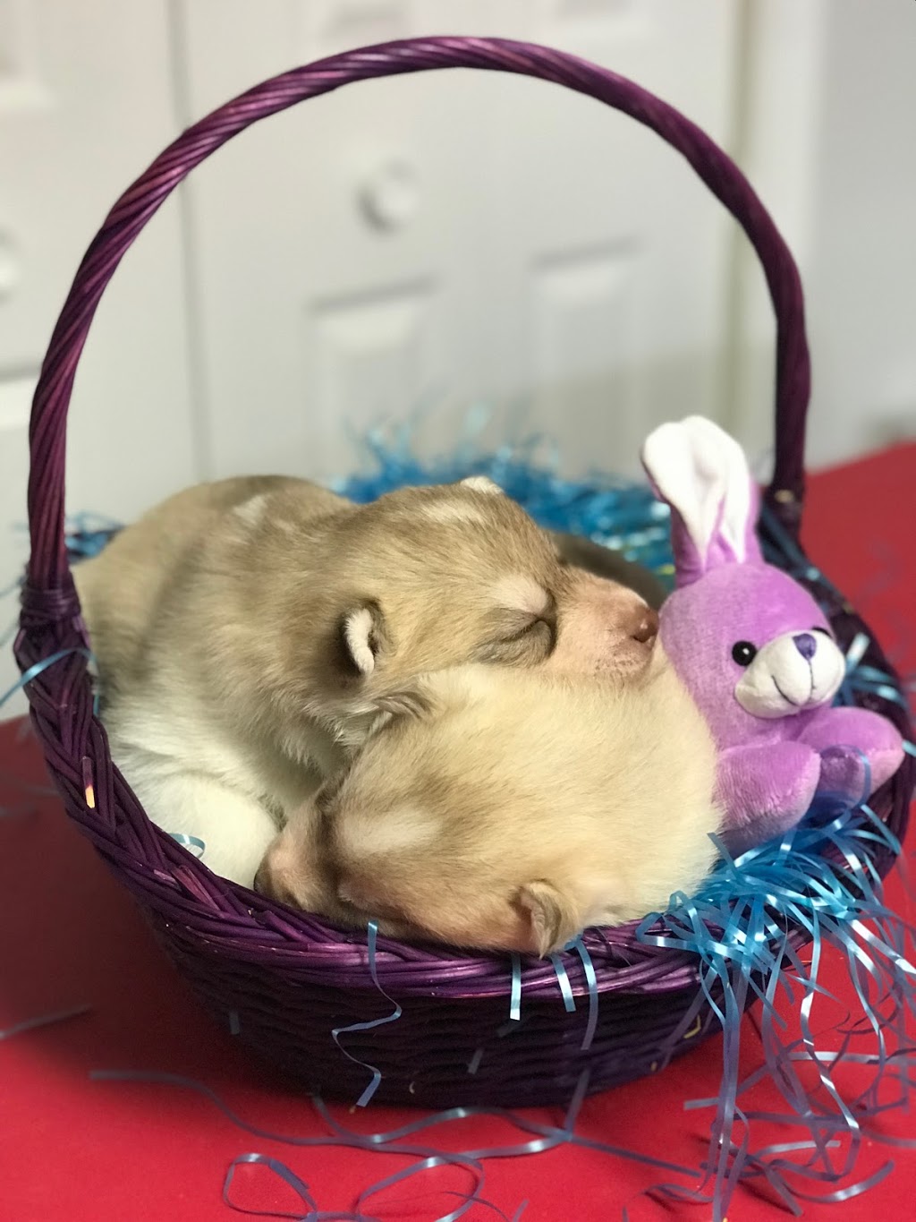 Élevage Flandor - Élevage de chiens -Husky Sibérien | 3251 Rang du Haut de la Rivière, Sainte-Élisabeth, QC J0K 2J0, Canada | Phone: (450) 757-1323