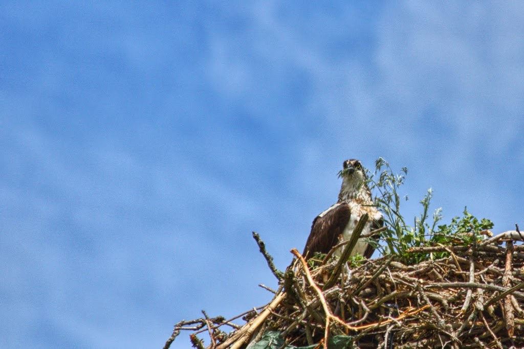 Osprey Nest | Brendas Rd, Nestleton Station, ON L0B 1L0, Canada