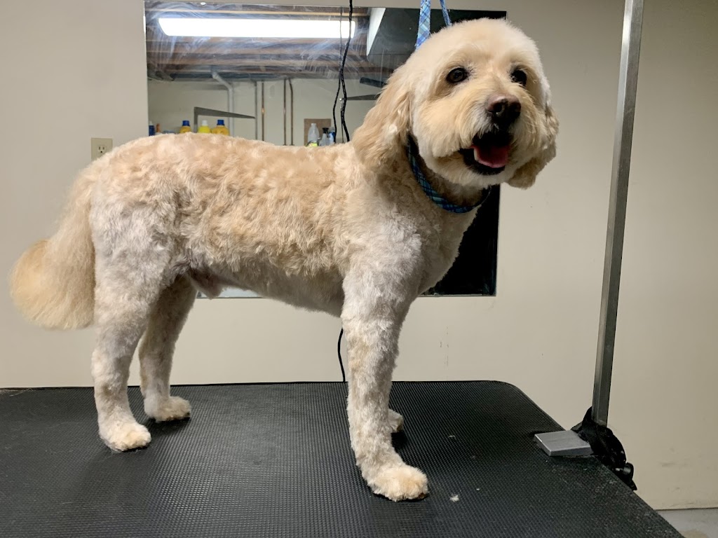 Pawsitive Pet Salon | 3422 Rd 164, Fullarton, ON N0K 1H0, Canada | Phone: (226) 220-2437