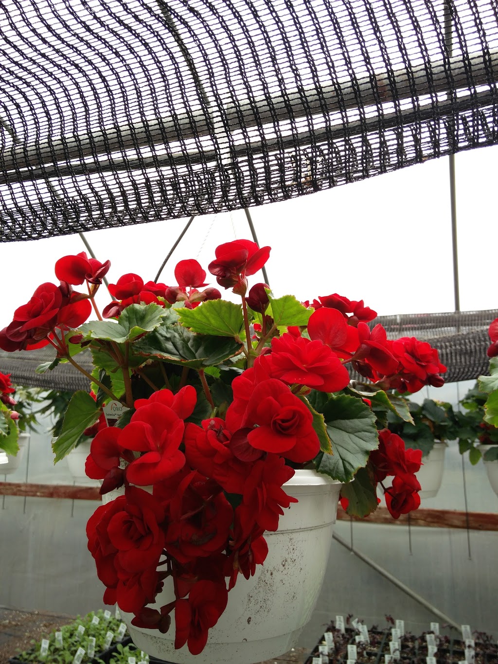 Old Mill Greenhouse | 22112 Gibson Rd, Mount Brydges, ON N0L 1W0, Canada | Phone: (519) 264-1638