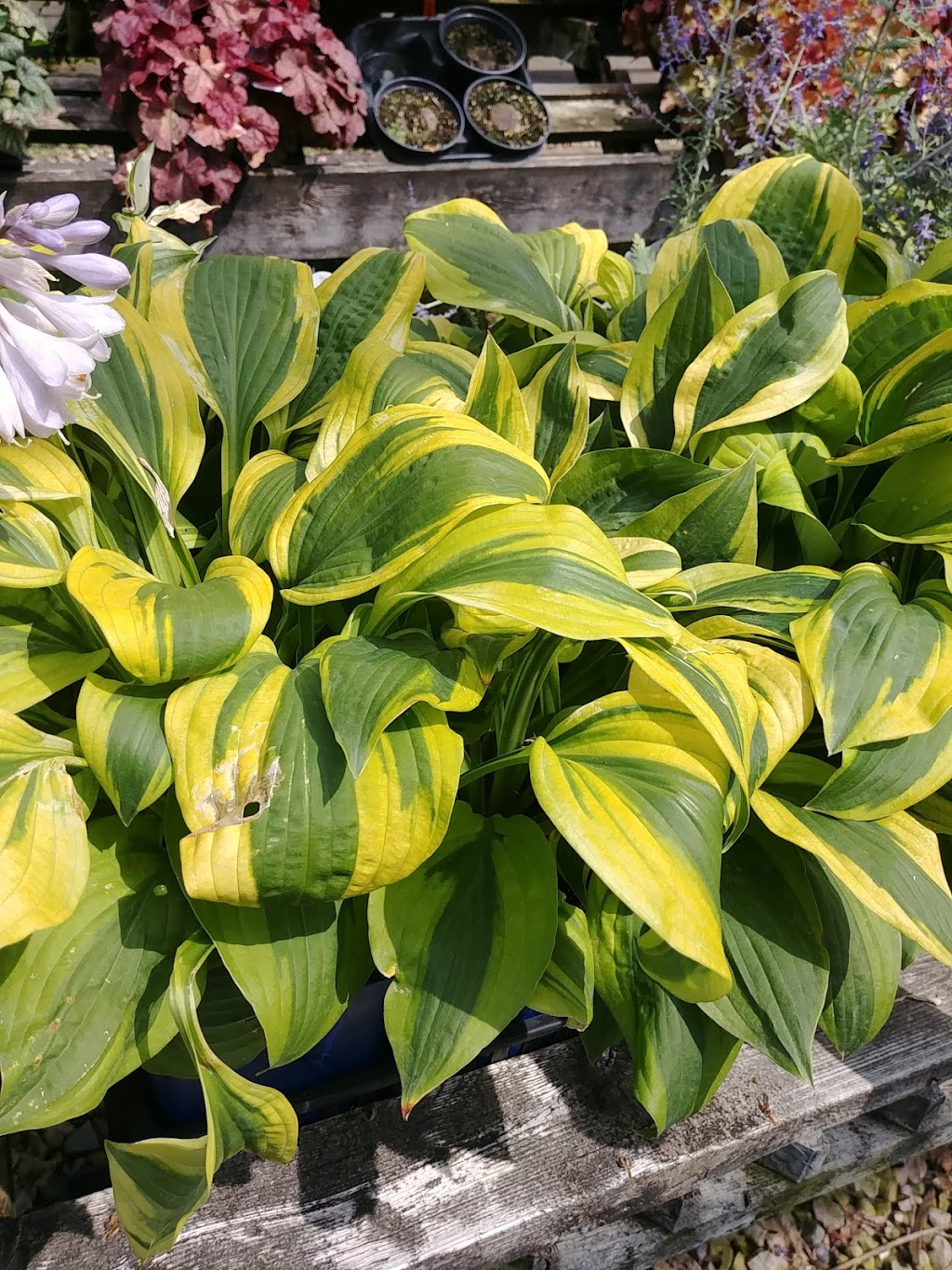 Brian W Folmer Landscaping & Garden Centre | 2668 ON-9, Walkerton, ON N0G 2V0, Canada | Phone: (519) 881-3300