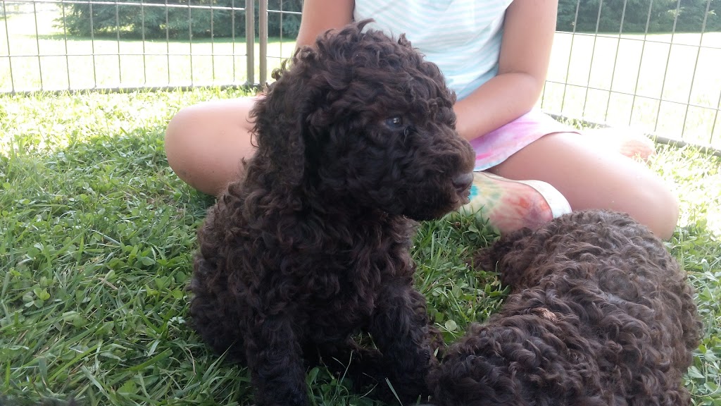 Willow Creek Water Dogs | Elmira, ON N3B, Canada | Phone: (519) 827-0950