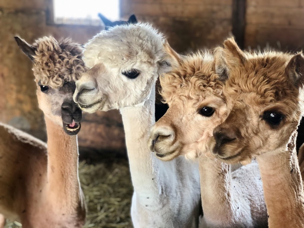 Ferme fibres & compagnie - Les alpagas dAldo | 375 Rang St Charles E, Saint-Alexandre-de-Kamouraska, QC G0L 2G0, Canada | Phone: (418) 495-5375
