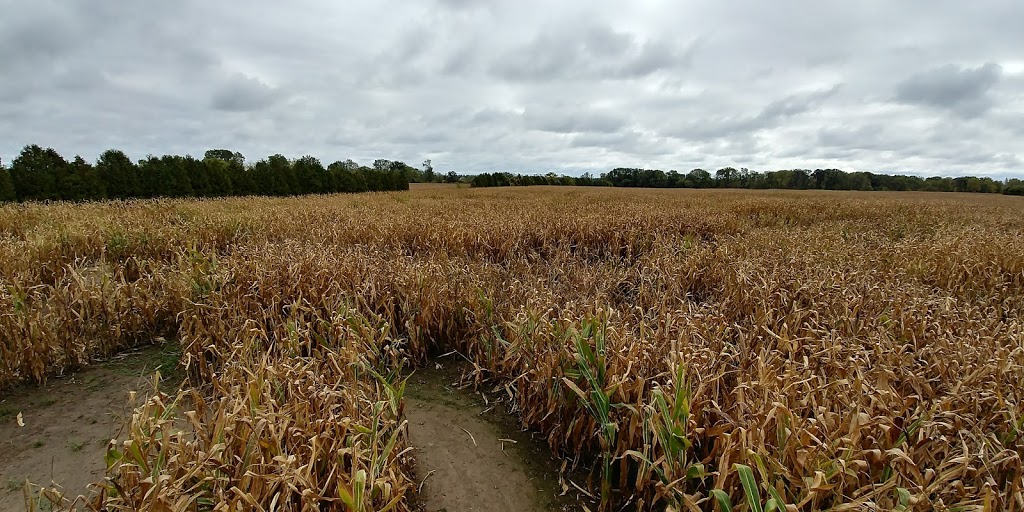 Thamesville Maize | 12768 Longwoods Rd, Thamesville, ON N0P 2K0, Canada | Phone: (519) 692-5451