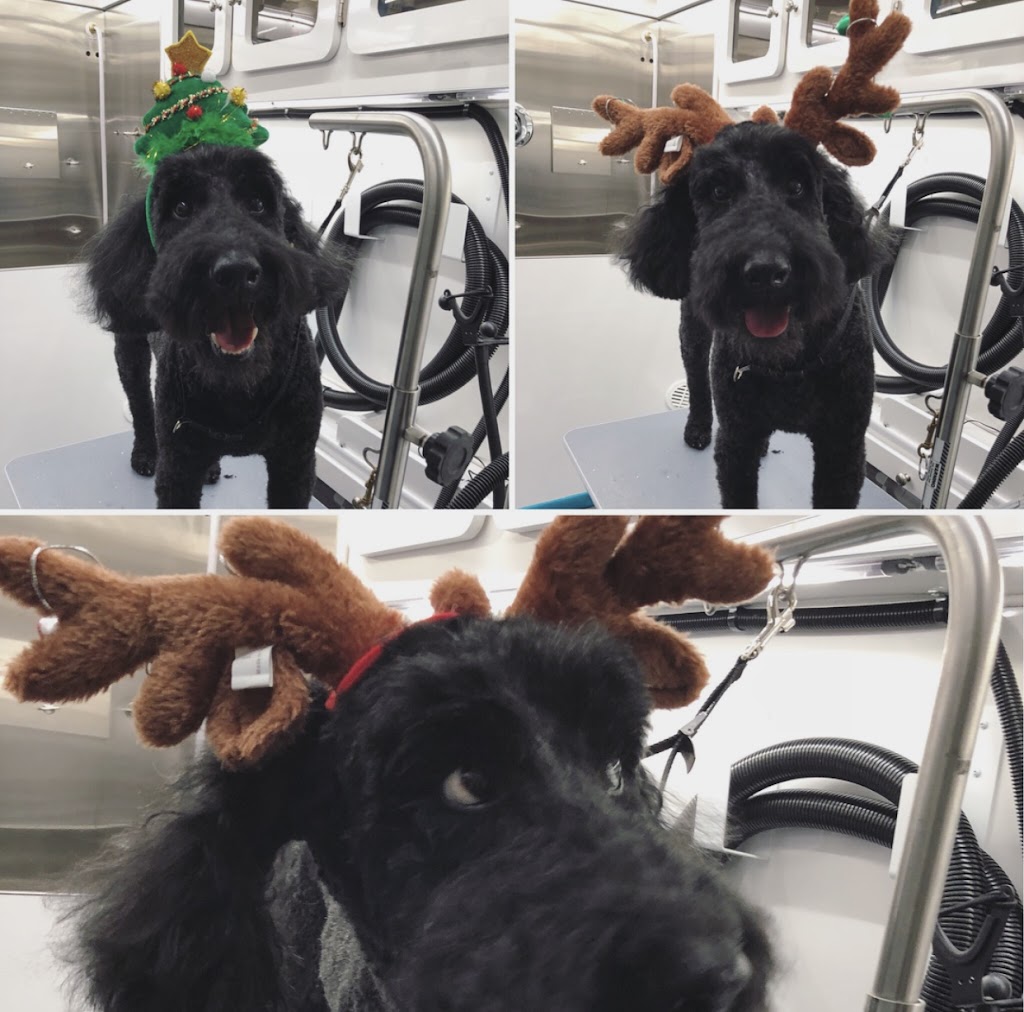 Furry Kids Mobile Pet SPA- dog & cat grooming | 13930 20 Ave, Surrey, BC V4A 2A1, Canada | Phone: (778) 838-3080