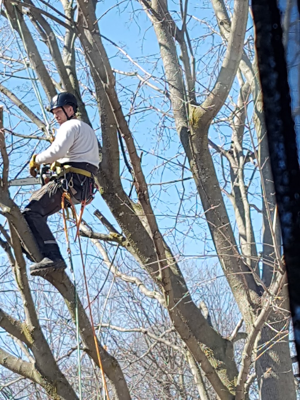 Brads Tree Service | 5413 County Rd 90, Utopia, ON L0M 1T0, Canada | Phone: (705) 607-2684