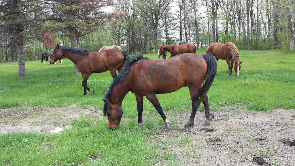 Poco Razz Farm | 130 Greenview Rd, Winnipeg, MB R2N 4C6, Canada | Phone: (204) 255-4717