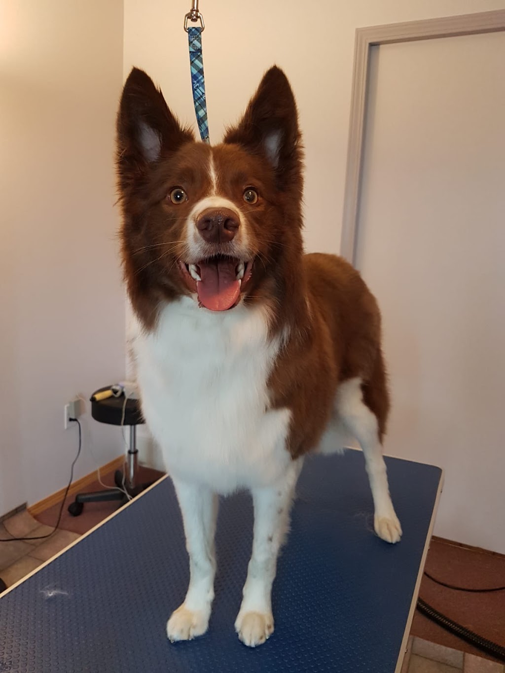Pet Grooming | 57 Viking Rd, Winnipeg, MB R2N 4A7, Canada | Phone: (204) 951-0068
