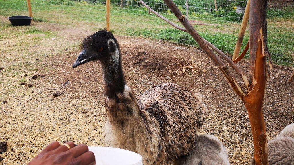 Happy Soles Fun Farm | 194063, Range Rd 245, AB T0L 1P0, Canada | Phone: (403) 800-2283