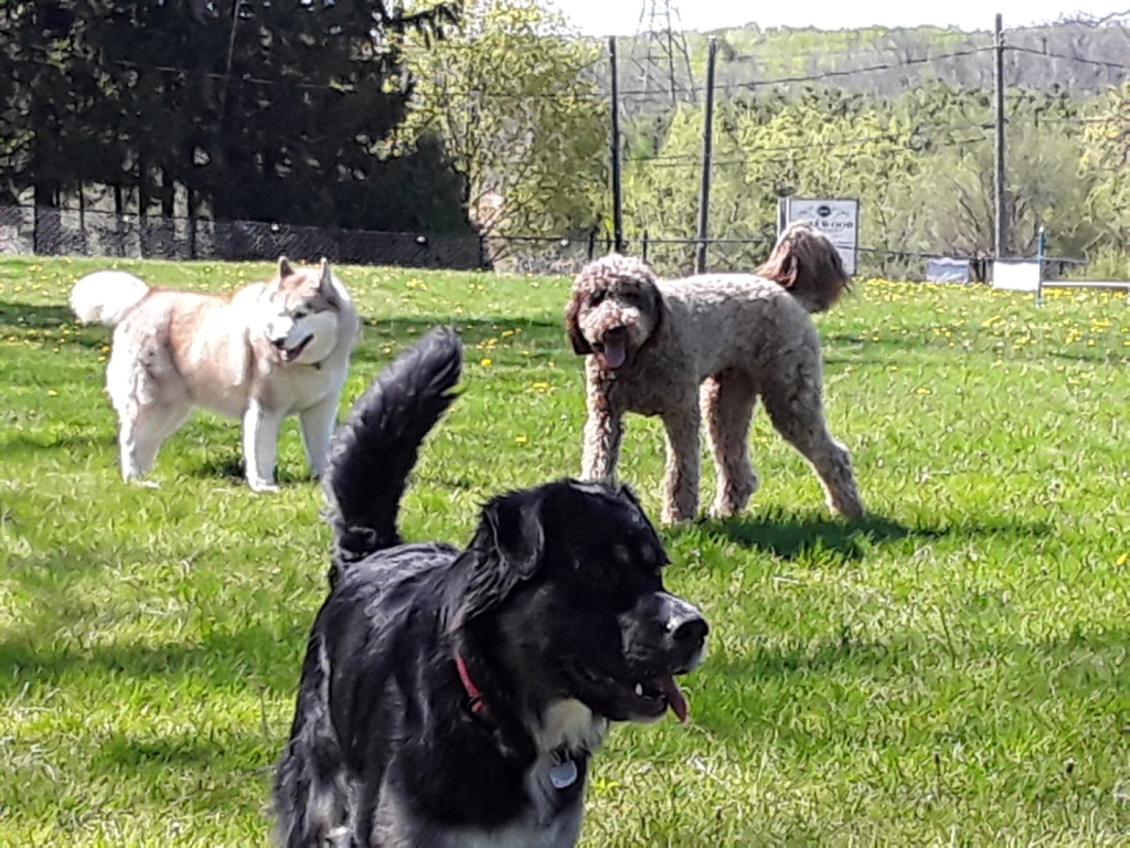 Rosewood Pet Resort | 15 Reesor Rd, Scarborough, ON M1X 1R5, Canada | Phone: (416) 265-6631