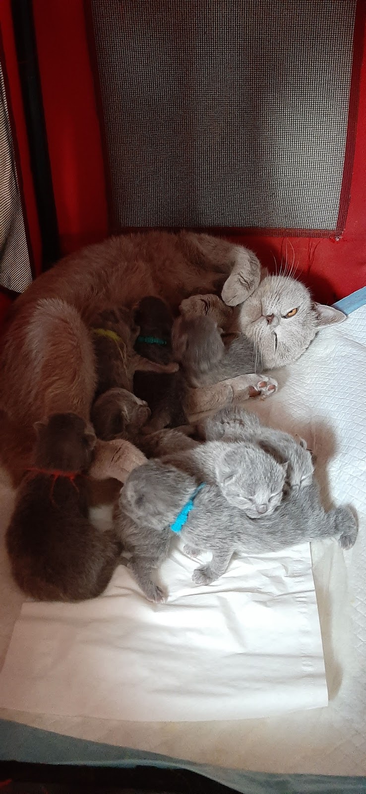 Blubears Cattery | 111 White Ct, Miramichi, NB E1V 1Z8, Canada | Phone: (506) 622-2574