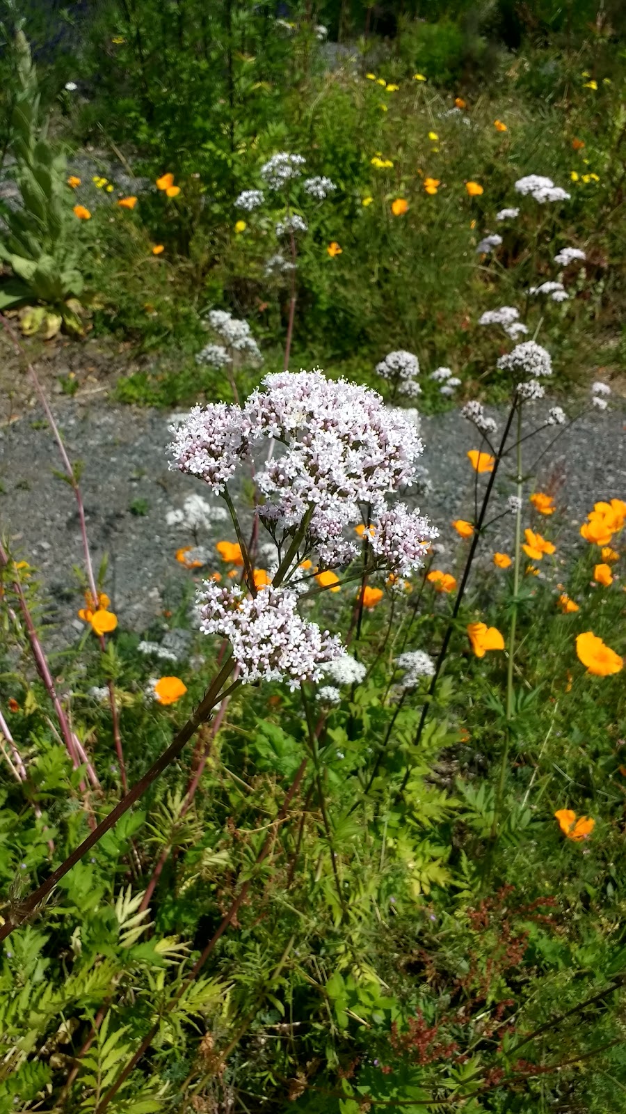Whispers of Nature Herbs | 37 Fisherman Bay Rd, Lopez Island, WA 98261, USA | Phone: (360) 468-0550