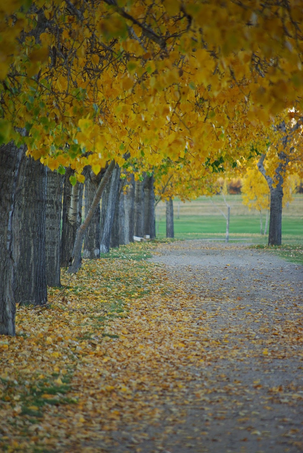 Weyburn Golf Club | Weyburn, SK S4H 2K3, Canada | Phone: (306) 842-5881