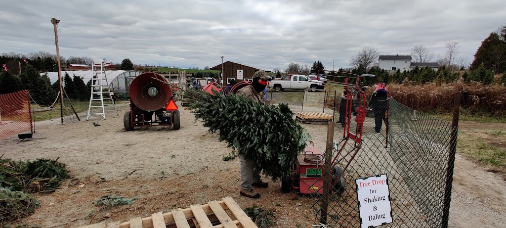 Prestonvale Tree Farms | 1421 Prestonvale Rd, Courtice, ON L1E 2P2, Canada | Phone: (800) 311-6964