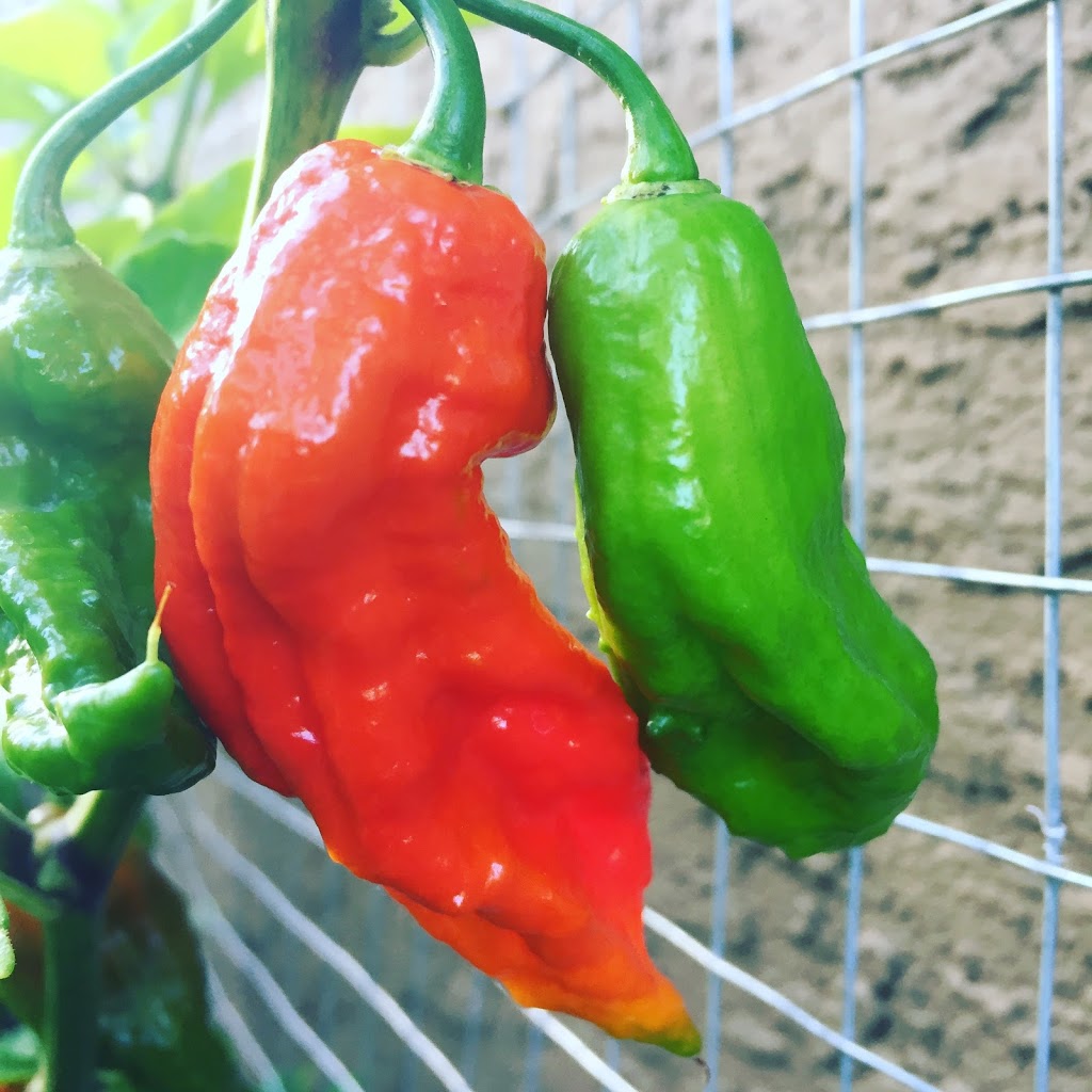 Phantom14hotsauce | 8008 169 St, Surrey, BC V4N 4Y7, Canada | Phone: (604) 644-6641