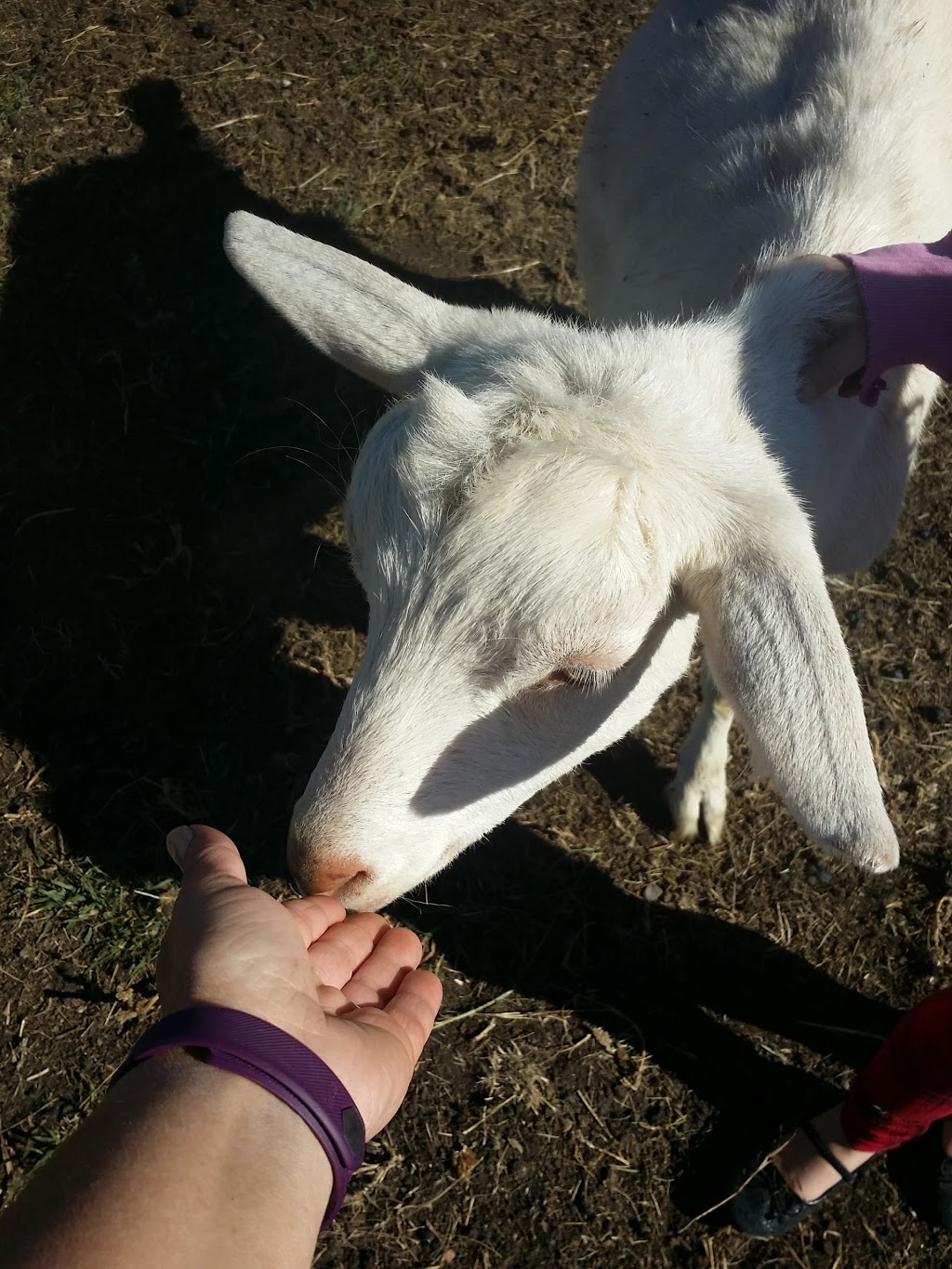 Ron Goat Farm | AB-836, Carbon, AB T0M 0L0, Canada | Phone: (403) 572-3136