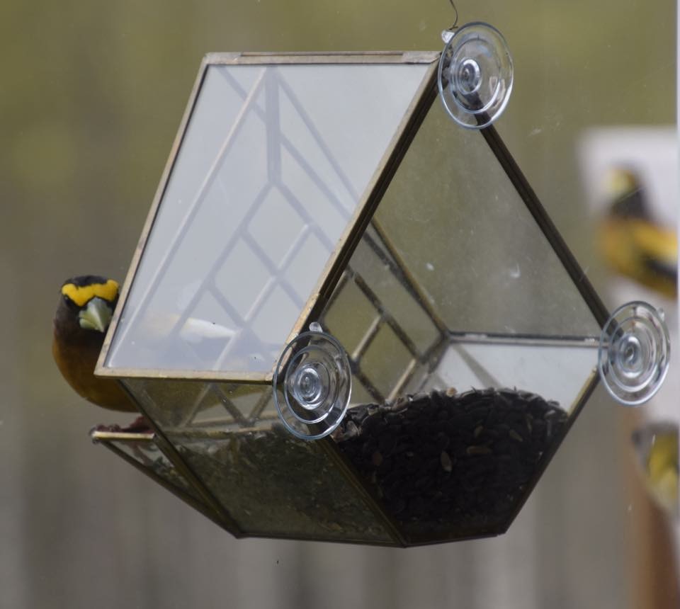 Moore Birdfeeders | 316224 Highway 6, Chatsworth, ON N0H 1G0, Canada | Phone: (519) 221-7247