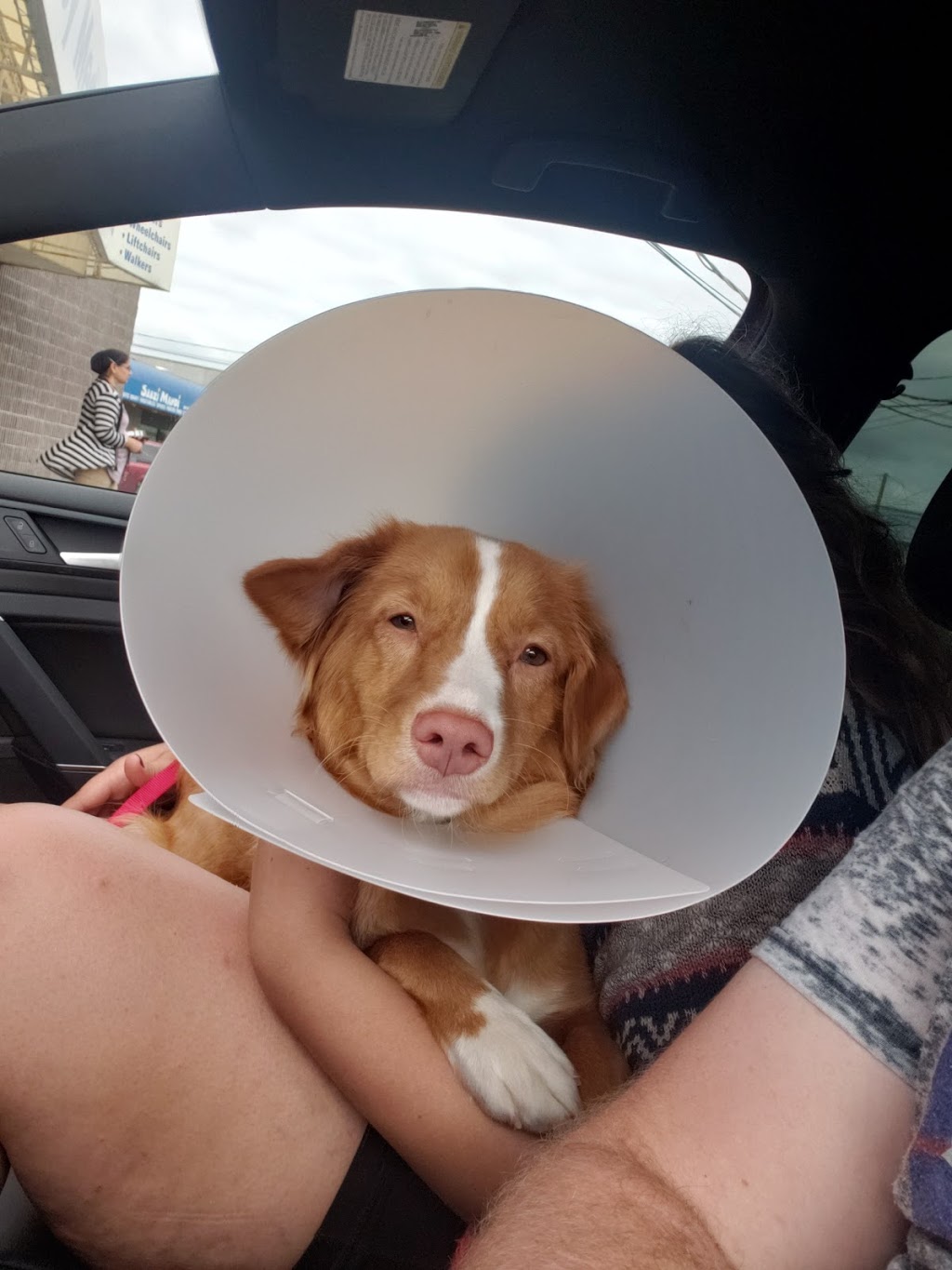 South Fraser Animal Hospital | 31813 S Fraser Way Unit # 3, Abbotsford, BC V2T 1V4, Canada | Phone: (604) 855-0770