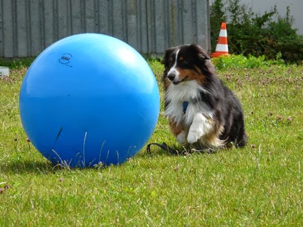Essa Valley Feedn Pet Center | 4919 County Rd 90, Barrie, ON L4M 4S4, Canada | Phone: (705) 720-2844