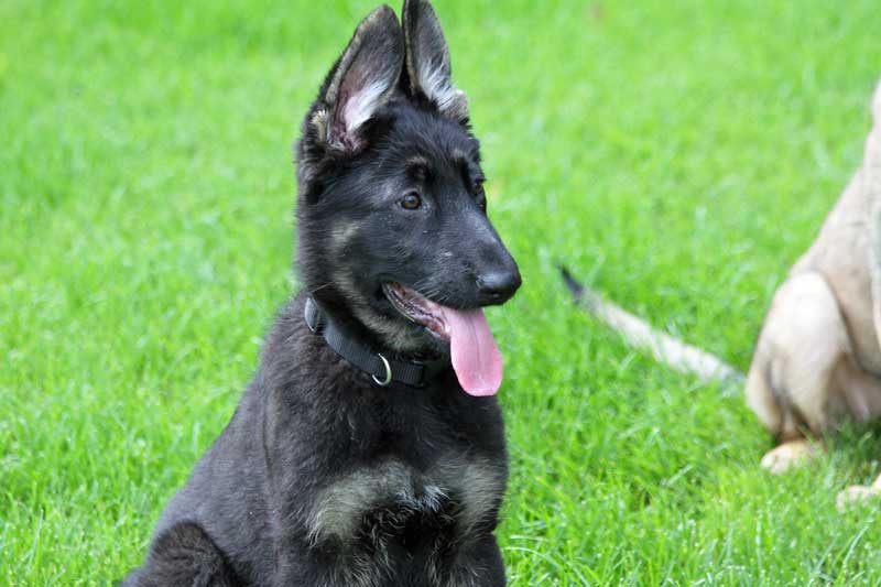 Edale German Shepherds | Cinnamon Dr, Alberta T0B 4J2, Canada | Phone: (780) 662-4843