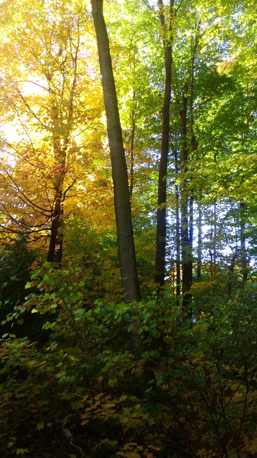 Turton Scott | 24 Bridgewater Dr, Richmond Hill, ON L4E 3N4, Canada | Phone: (905) 508-5821