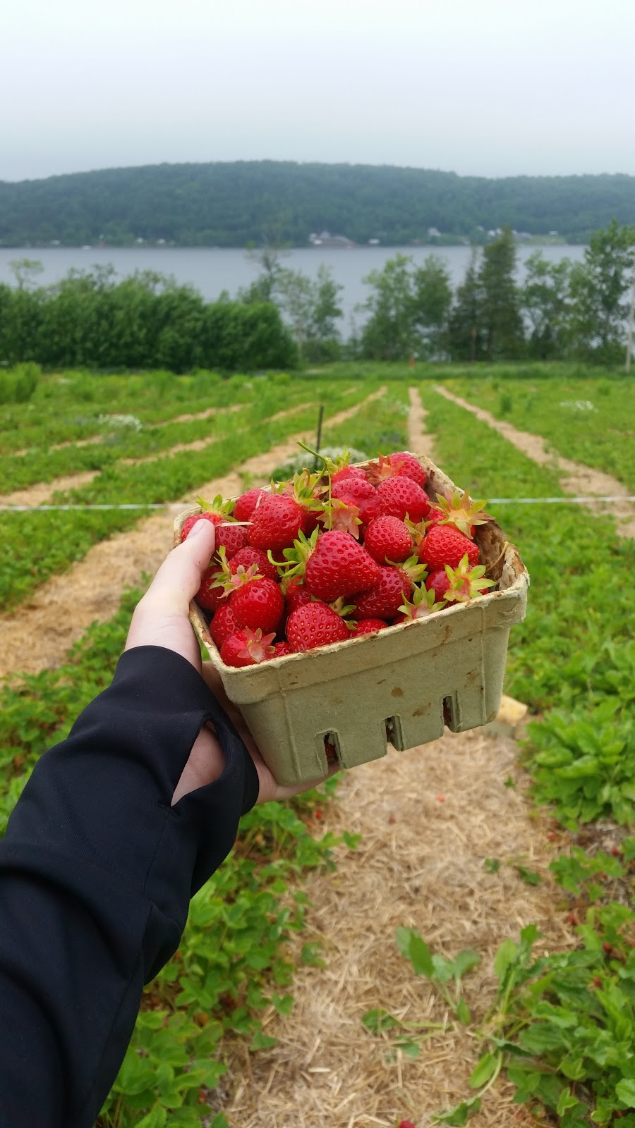 Bates Landing Roadside Market | 800, NB-850, Long Point, NB E5N 7V8, Canada | Phone: (506) 485-2795