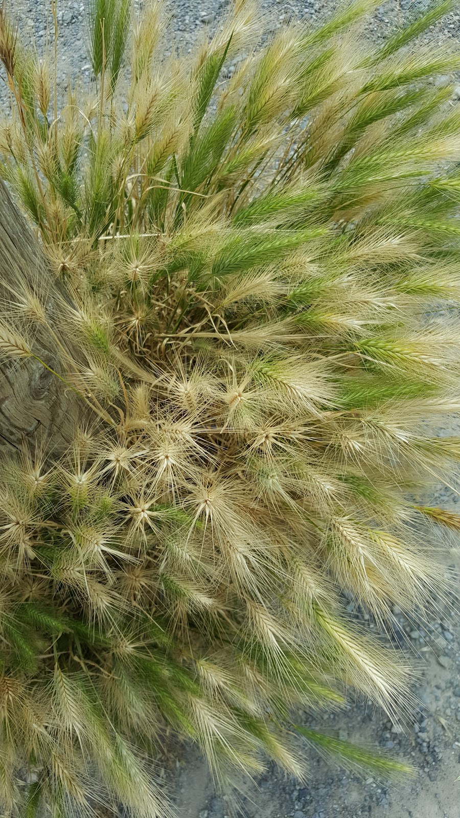 Steveston Stock and Seed Farm | 2871 Steveston Hwy, Richmond, BC V7E 2J1, Canada | Phone: (604) 277-7759