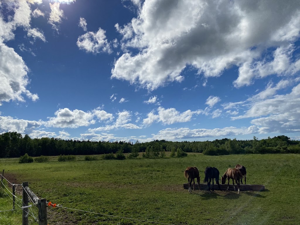 TS Performance Horses | 319 Division Rd, Pictou, NS B0K 1H0, Canada | Phone: (902) 301-4252