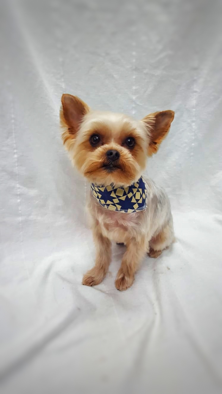 Nancys Dog Grooming | 3947 Waterton Crescent, Abbotsford, BC V3G 1J8, Canada | Phone: (604) 859-9867