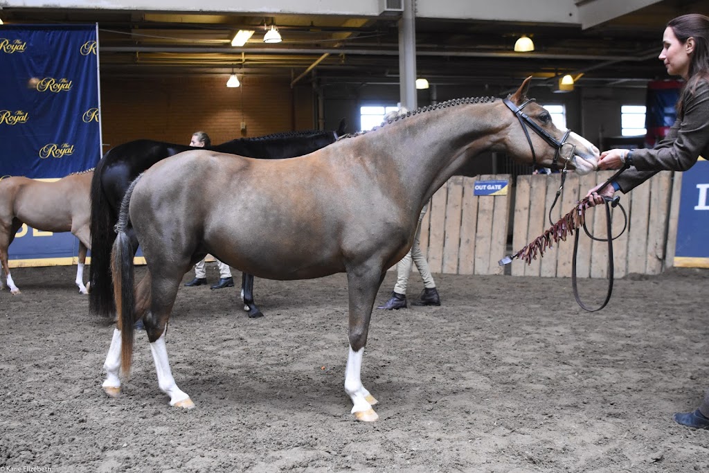Pikturesque Farm | 1545 Rideau Ferry Rd, Perth, ON K7H 3C7, Canada | Phone: (613) 264-8187
