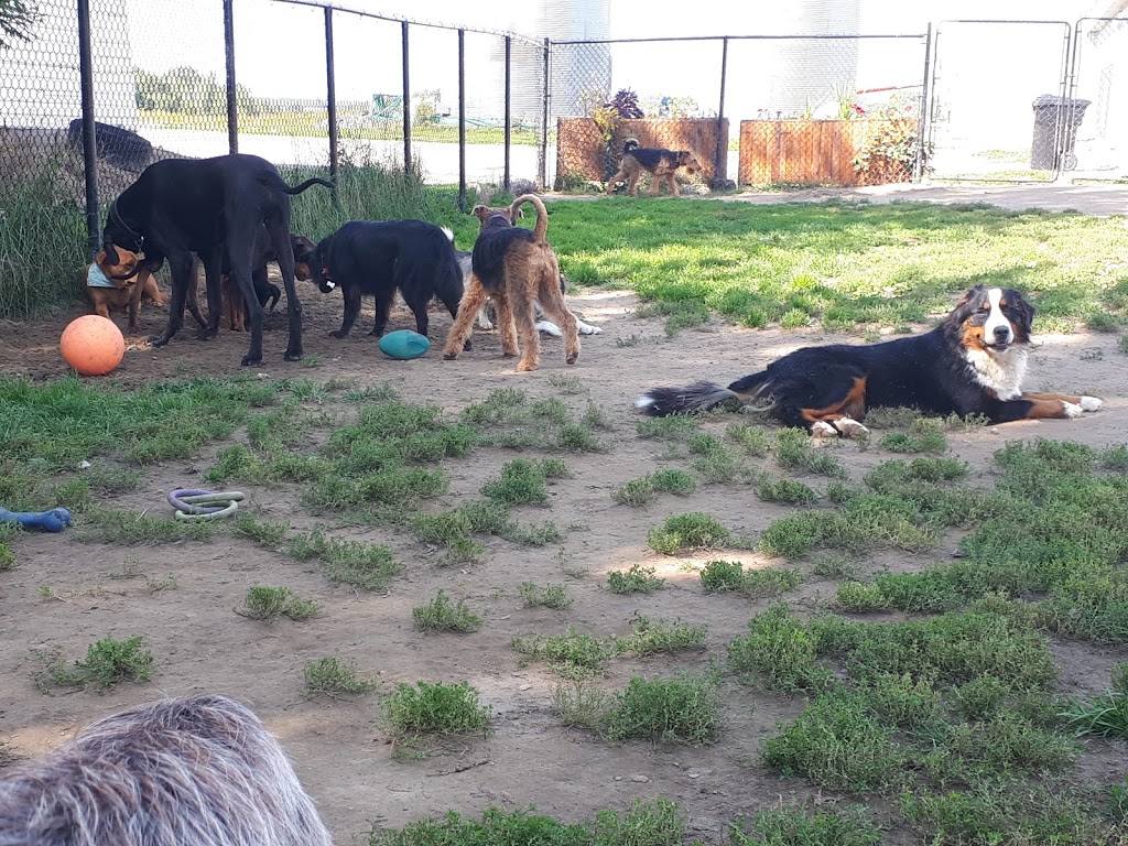 Centre LÉquilibre Canin | 730 Rang du Haut de lÎle, Sainte-Monique, QC J0G 1N0, Canada | Phone: (819) 692-7643