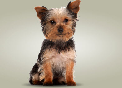 Small Creatures Pet Clinic | 21183 88 Ave Suite 302, Langley City, BC V1M 2G5, Canada | Phone: (604) 888-6123