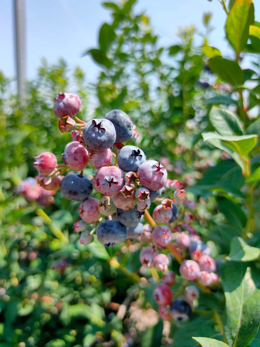 Pardos Berrie Farm | 7951 Talbot Trail, Blenheim, ON N0P 1A0, Canada | Phone: (519) 676-2008
