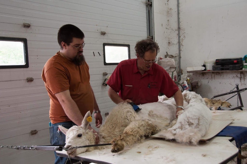 Pootcorners Alpacas | 9455 Road 146, Palmerston, ON N0G 2P0, Canada | Phone: (519) 343-3745