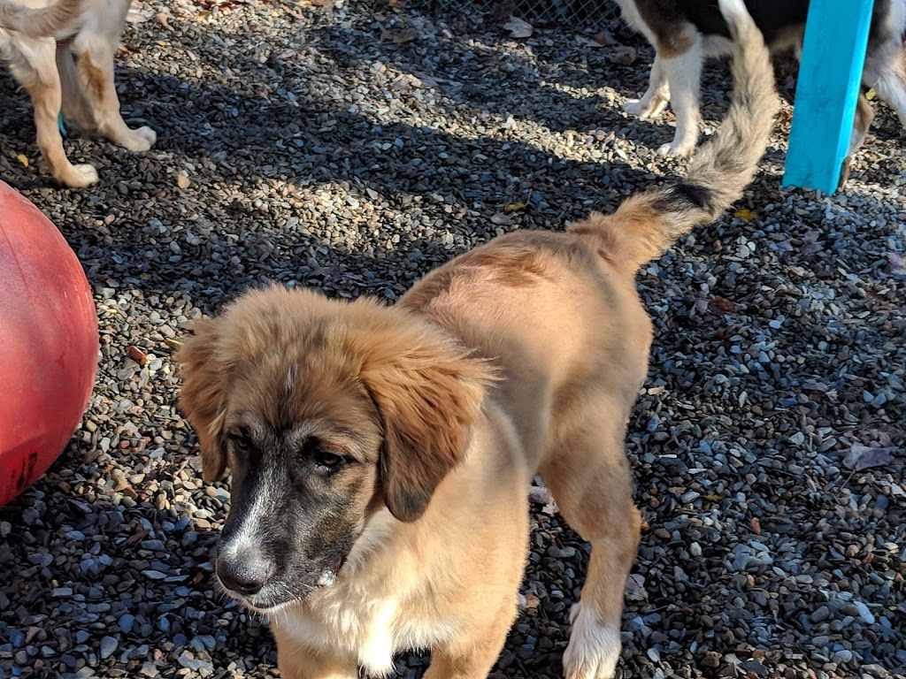 All Walks of Dogs K-9 Sevices | 21 Monte Vista Rd, Enfield, NS B2T 1H9, Canada | Phone: (902) 240-9274