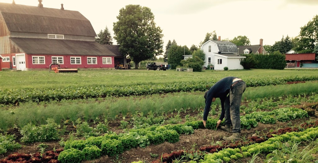 Ferme Les Carottés | 136 Chemin Gaudreau, Brigham, QC J2K 4E6, Canada | Phone: (438) 763-0523